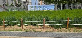 보리 이삭이 영글고 있어요